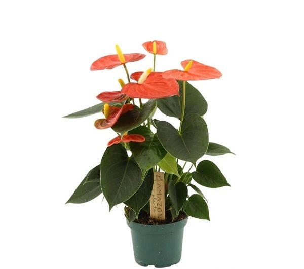 ANTHURIUM SOLARA