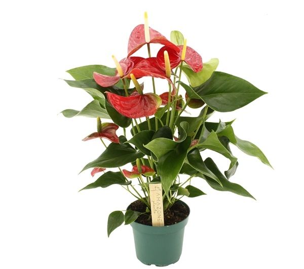 ANTHURIUM VULCANO