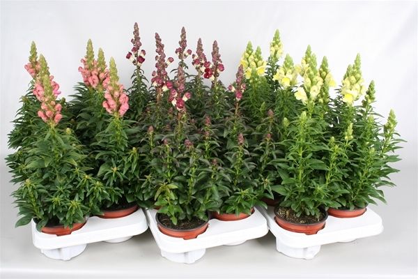 ANTIRRHINUM MAJUS