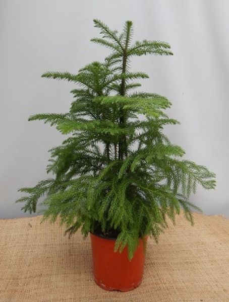 ARAUCARIA HETEROPHYLLA
