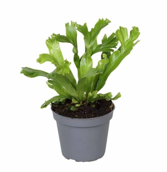 ASPLENIUM NIDUS LESLEY