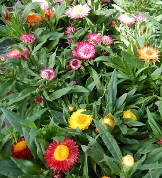 BRACTEANTHA