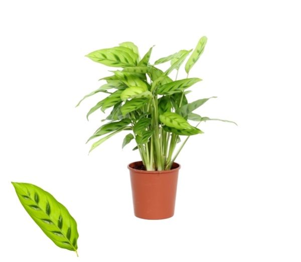 CALATHEA LEOPARDINA