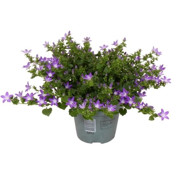 CAMPANULA ADDENDA PURPLE
