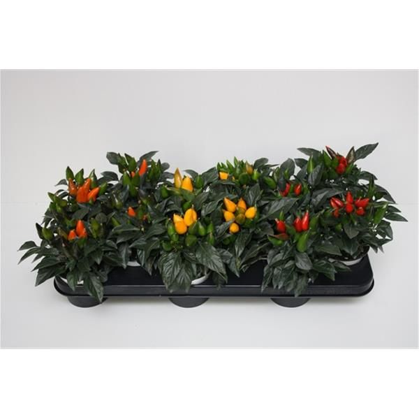CAPSICUM ANNUUM MIX