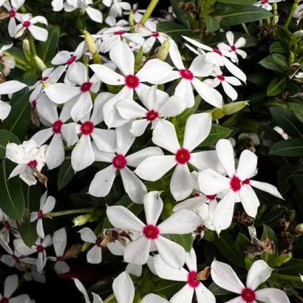 CATHARANTHUS SOIREE