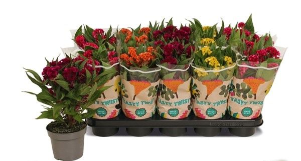 CELOSIA MIX
