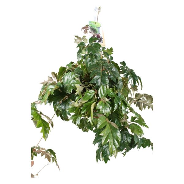 CISSUS RHOMBIFOLIA ELLEN DANICA