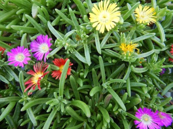 DELOSPERMA TRIO
