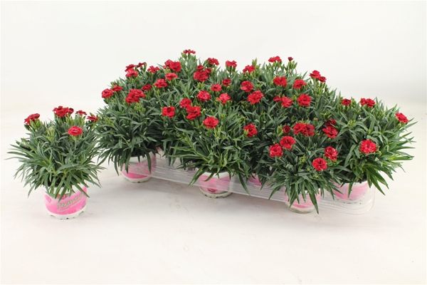 DIANTHUS PEMAN