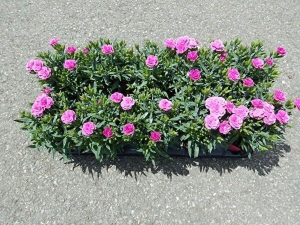 DIANTHUS PEMAN