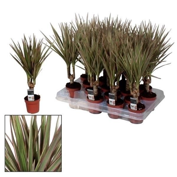 DRACAENA MARGINATA BICOLOR