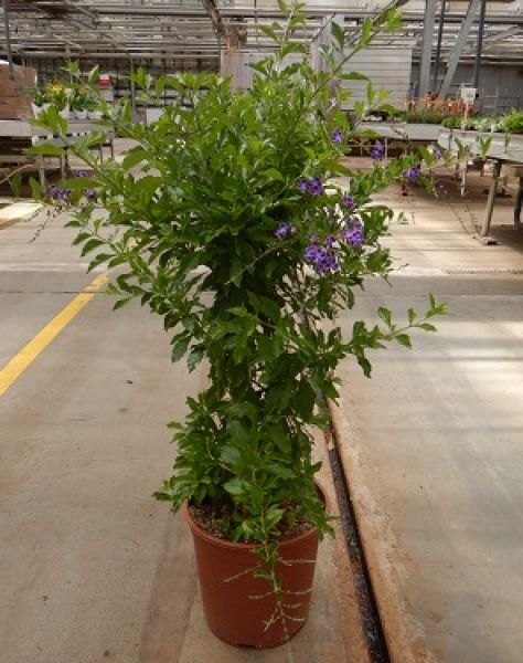 DURANTA PLUMERIA
