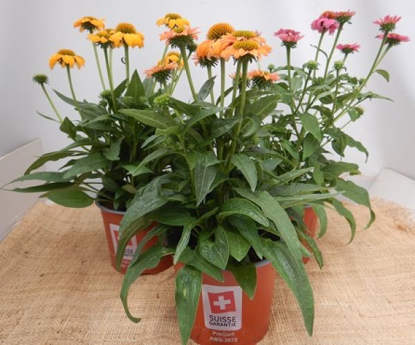 ECHINACEA PURPUREA
