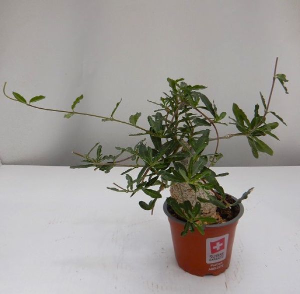 FOCKEA EDULIS -S