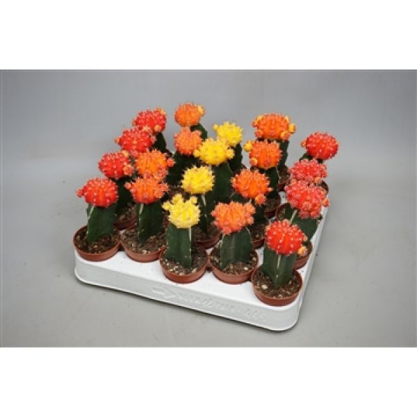 GYMNOCALYCIUM