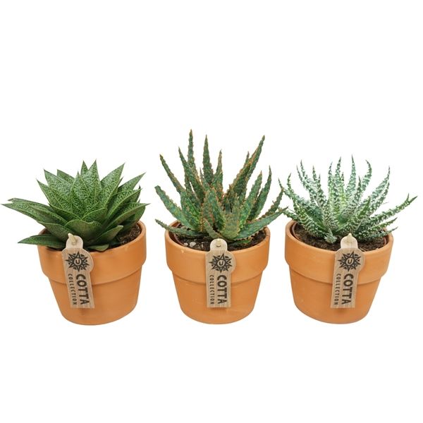 HAWORTHIA TERRACOTTA MIX