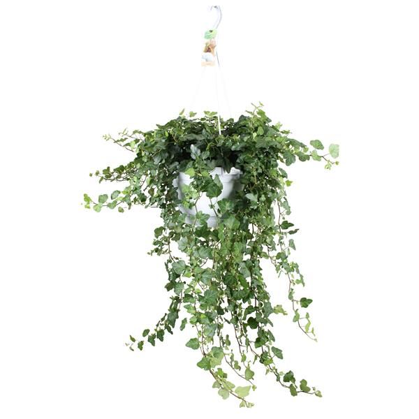 HEDERA HELIX WITHE WONDER
