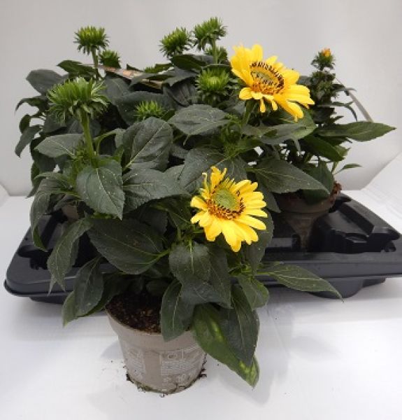 HELIANTHUS SUNCATCHER