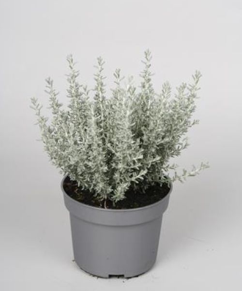 HELICHRYSUM ITALICUM