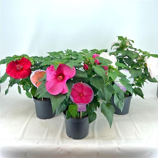 HIBISCUS MOSCHEUTOS