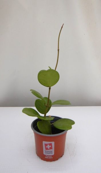 HOYA KERRII TIGE