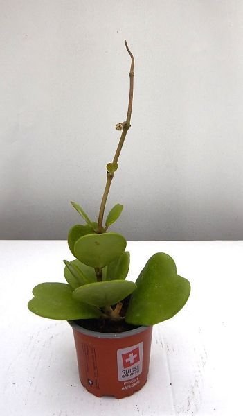 HOYA KERRII TIGE