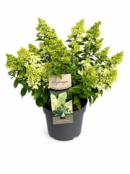 HYDRANGEA PANICULATA