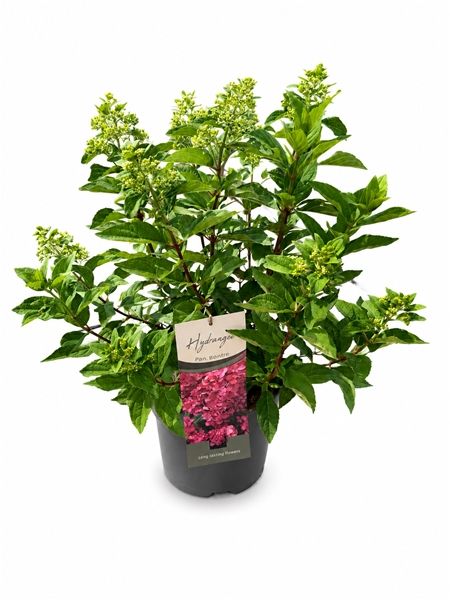 HYDRANGEA PANICULATA