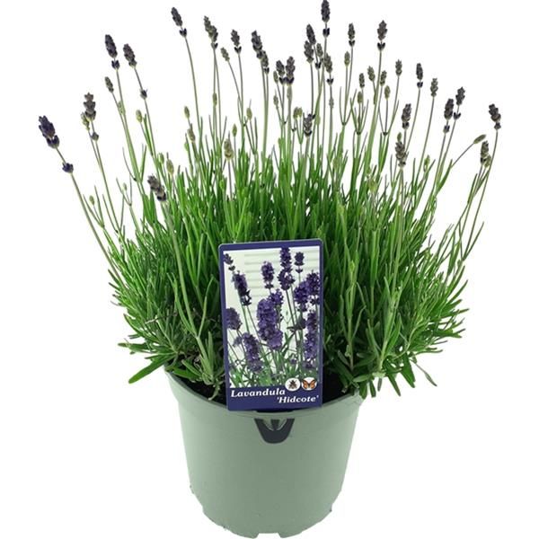 LAVANDULA HIDCOTE
