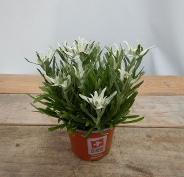 LEONTOPODIUM ALPINUM