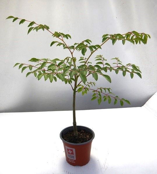 MORINGA HILDEBRANDTII