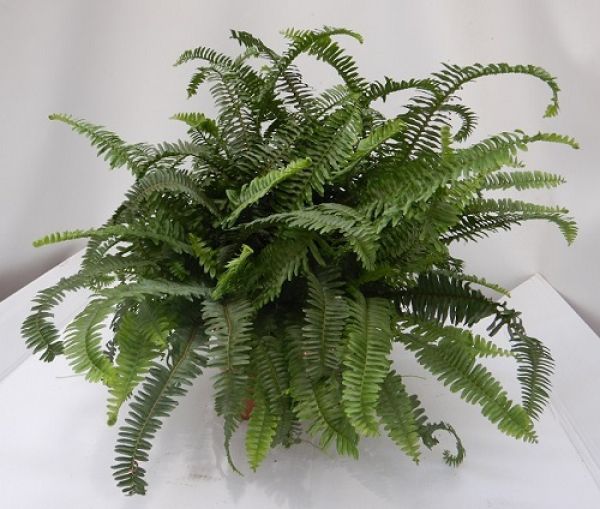 NEPHROLEPIS CHESTER
