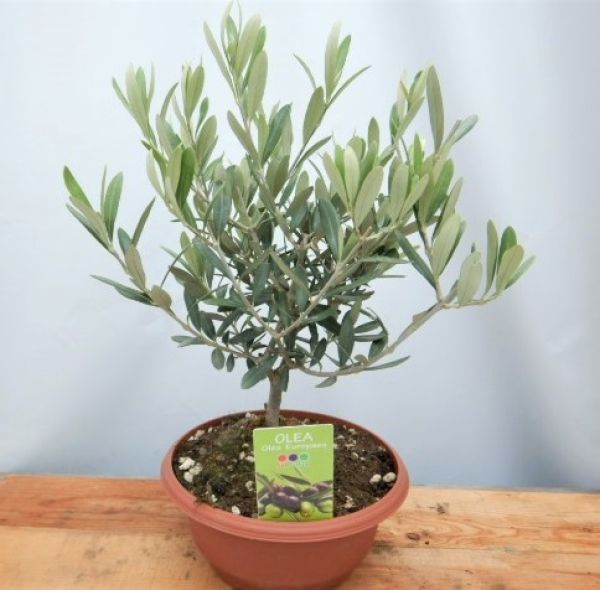 OLEA EUROPAEA TERRINE