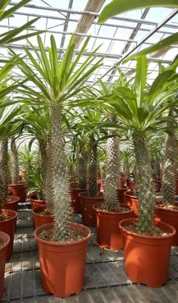 PACHYPODIUM LAMEREI