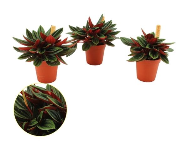 PEPEROMIA ROSSO