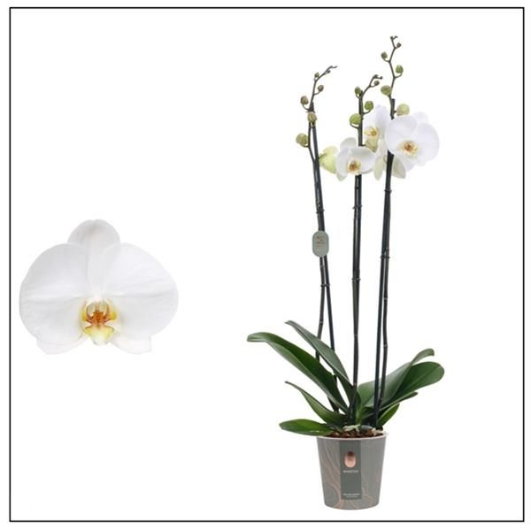 PHALAENOPSIS 3T NOTTINGHAM