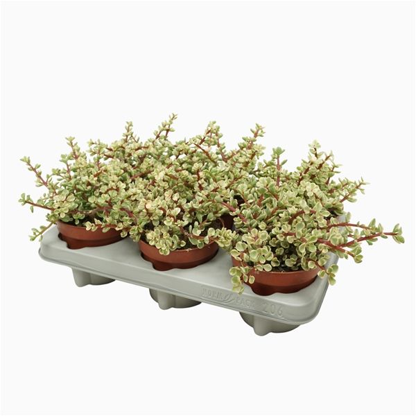 PORTULACARIA AFRA VARIEGATA