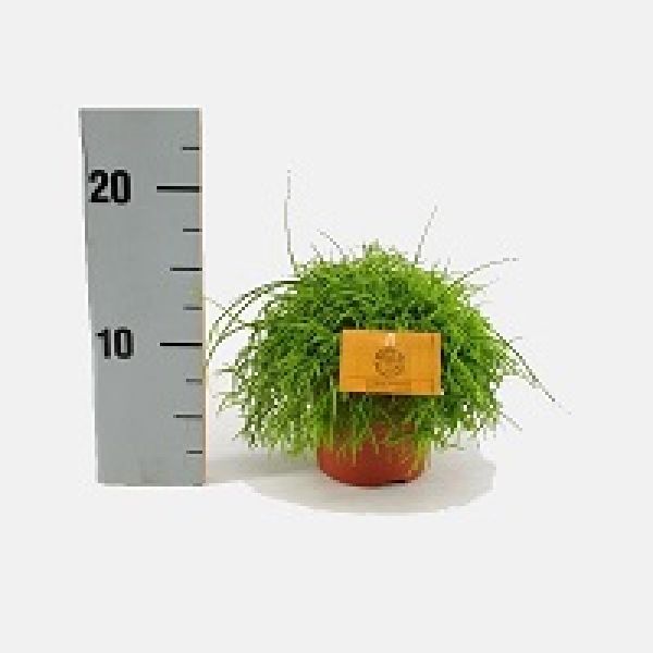 RHIPSALIS CASSUTTA OASIS