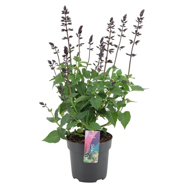 SALVIA SAIGOON LAKE FLAMINGO