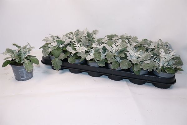 SENECIO MARITIME