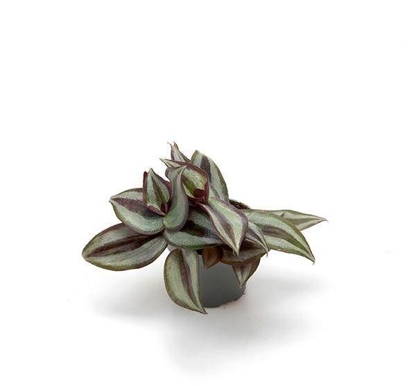 TRADESCANTIA ALBIFL. ZEBRINA