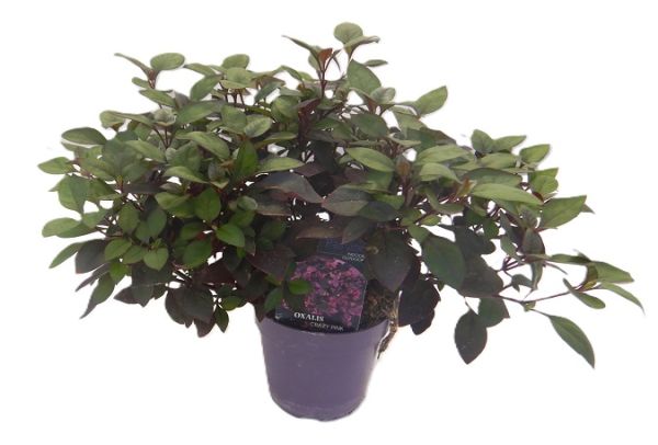 ALTERNANTHERA DENTATA