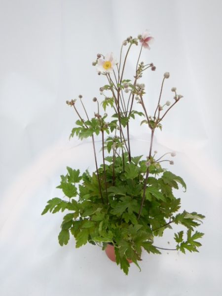 ANEMONE HUPEHENSIS