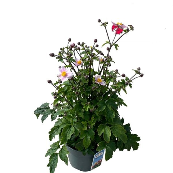 ANEMONE HUPEHENSIS