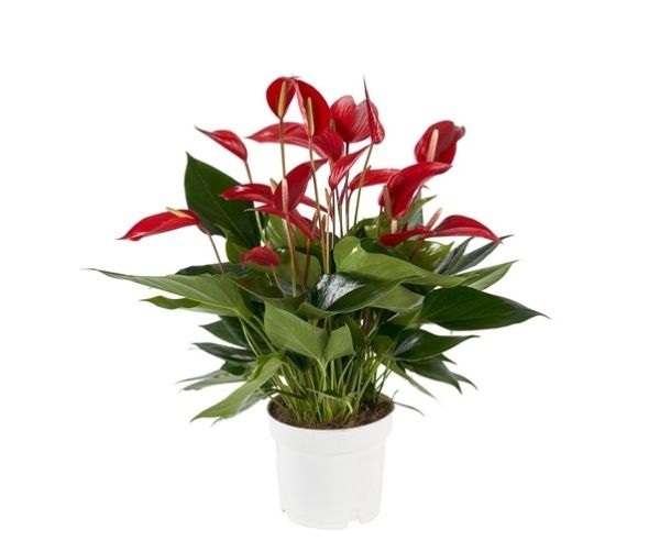 ANTHURIUM BANDEROLA ROJA