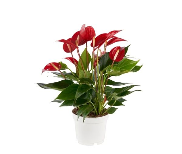 ANTHURIUM BANDEROLA ROJA