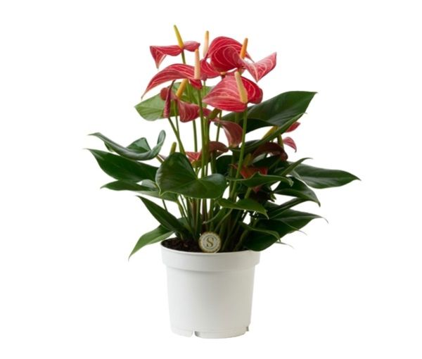 ANTHURIUM LIVIUM MICRA RED