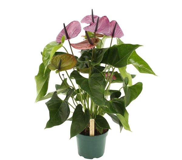 ANTHURIUM LOUISIANA