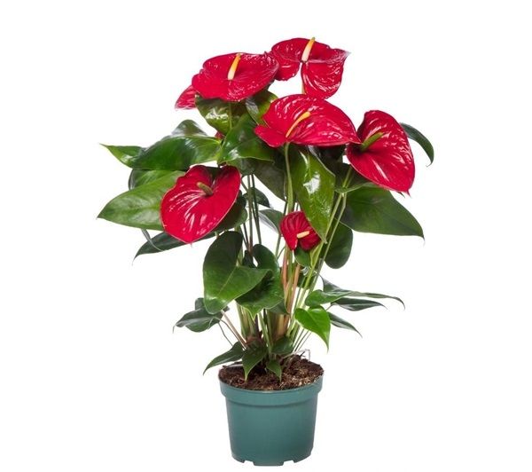 ANTHURIUM NEVADA